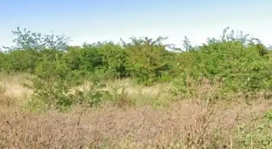 Hallaron un cadáver momificado en un descampado: habría muerto hace más de un año