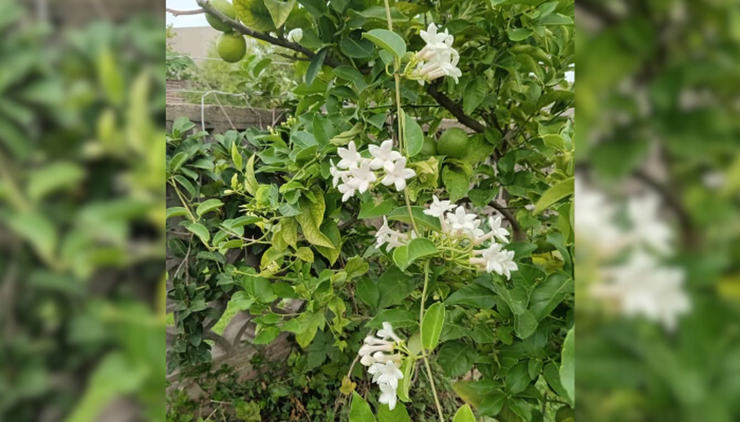 Las bellas flores de Marta