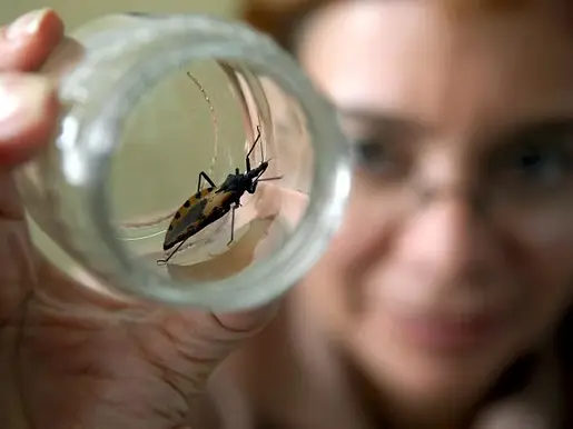 Preocupación en Sauce Viejo por la aparición de vinchucas: qué hay que saber para prevenir el mal de Chagas