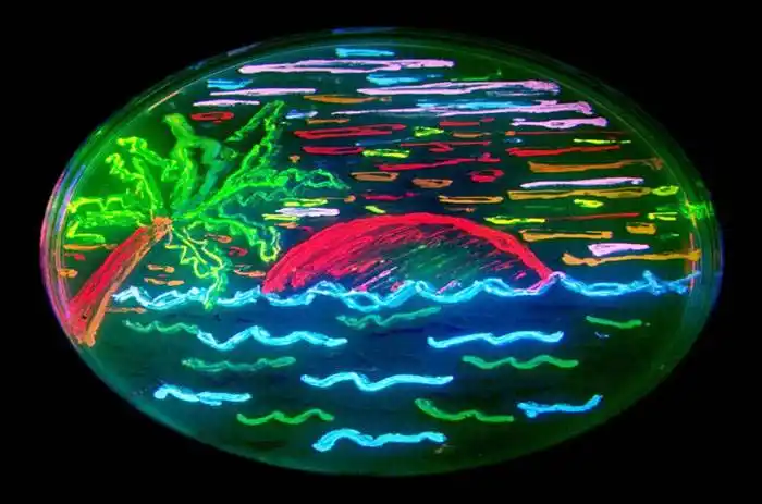 Brindarán un Seminario sobre Bioarte en la Facultad de Trabajo Social de UNER