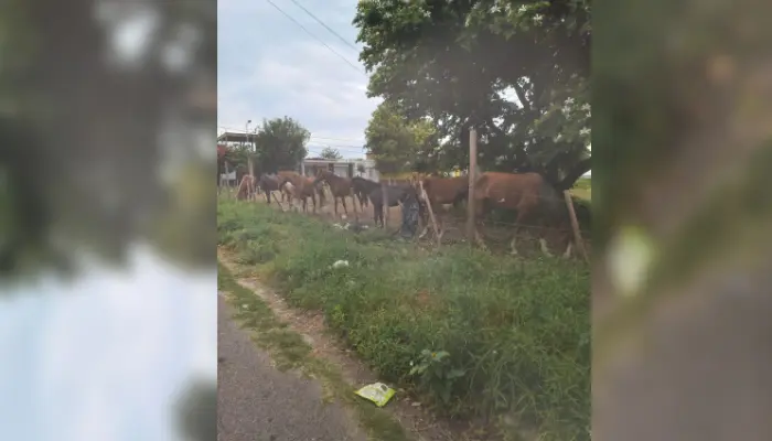 ¿Un corral en la ciudad?