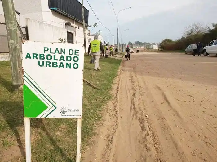 Continúa el programa  municipal de arbolado urbano