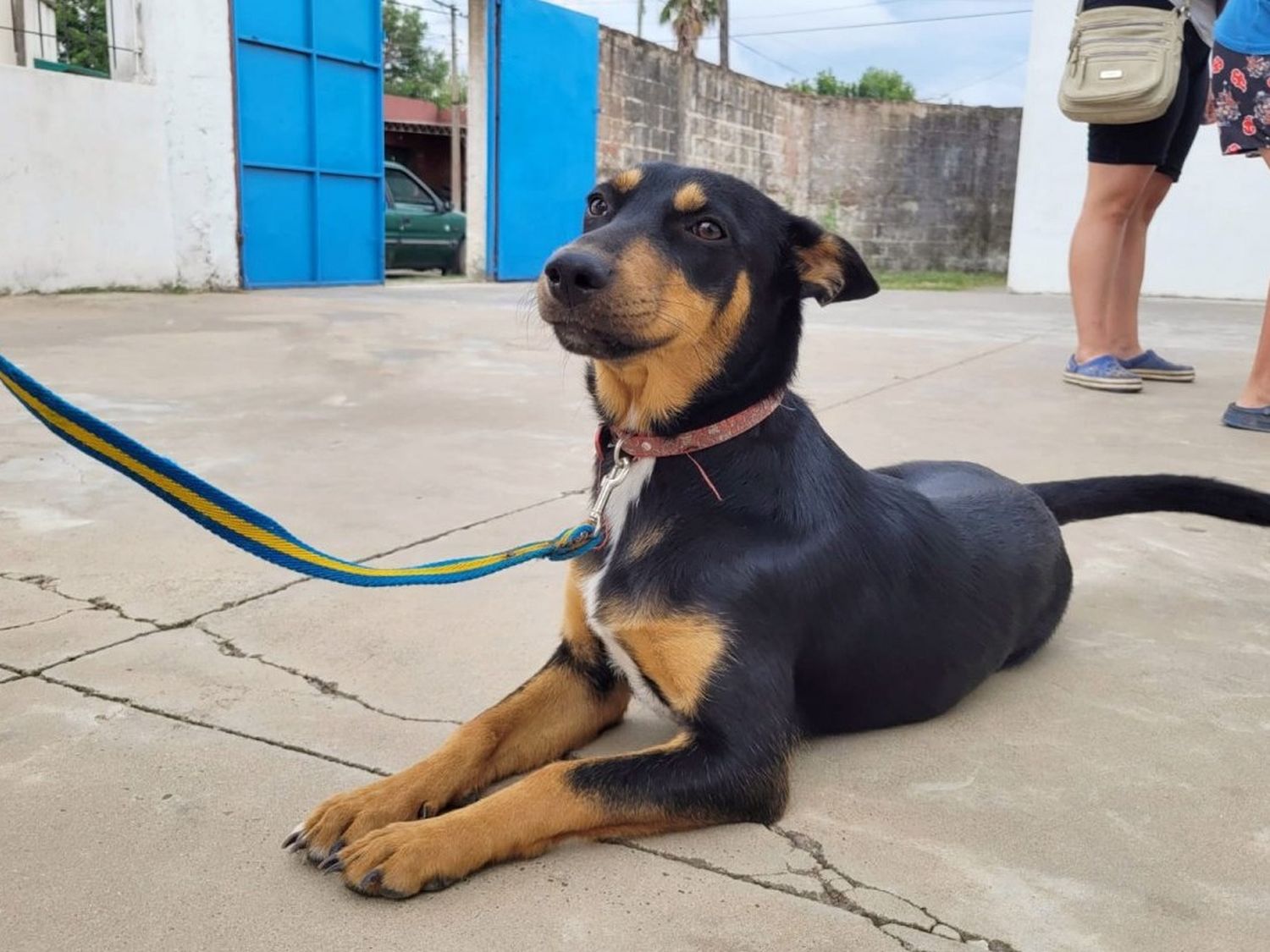 Continúan las castraciones gratuitas a perros y gatos: el cronograma de la semana