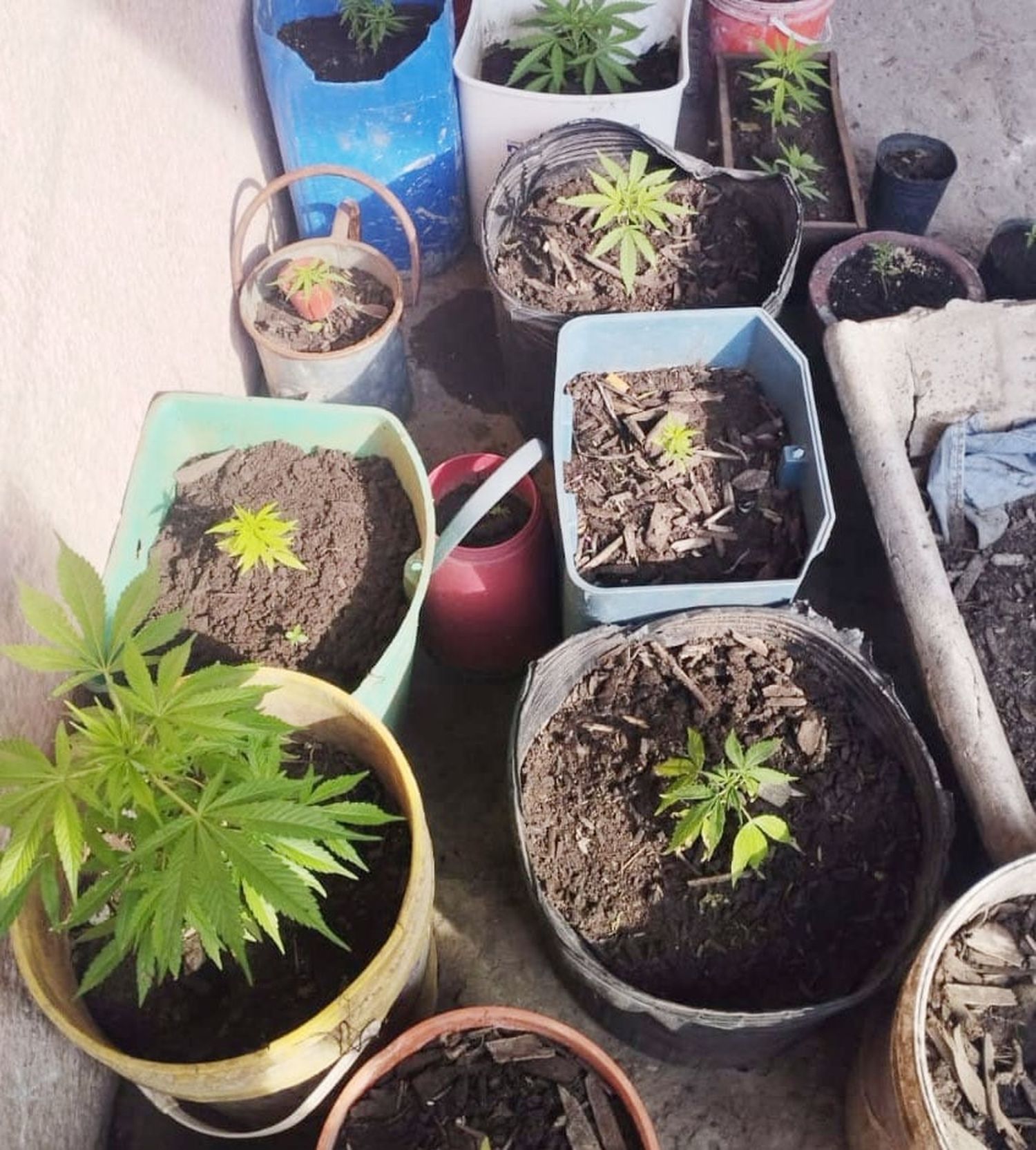 Incautaron marihuana en envoltorios y plantas en un domicilio