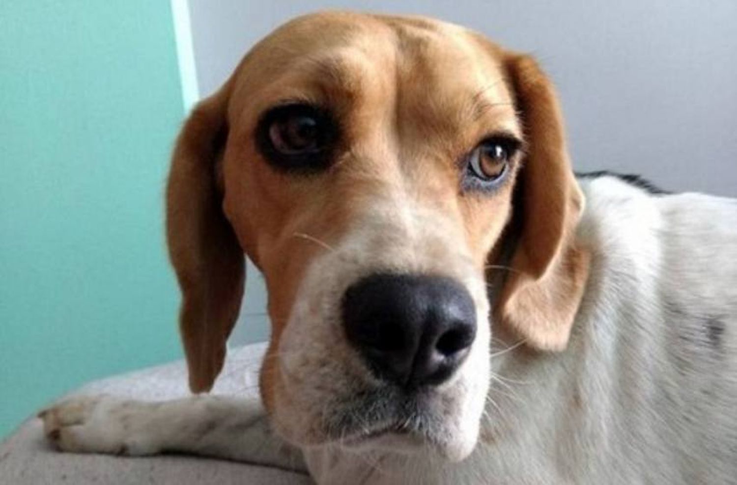 Se perdió en la ciudad hace 4 meses y fue encontrada en Buenos Aires