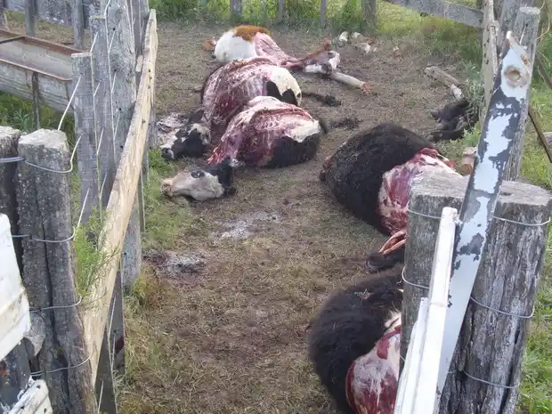 Una familia perdió 25 mil pesos por la carneada de cinco animales de 300 kilos