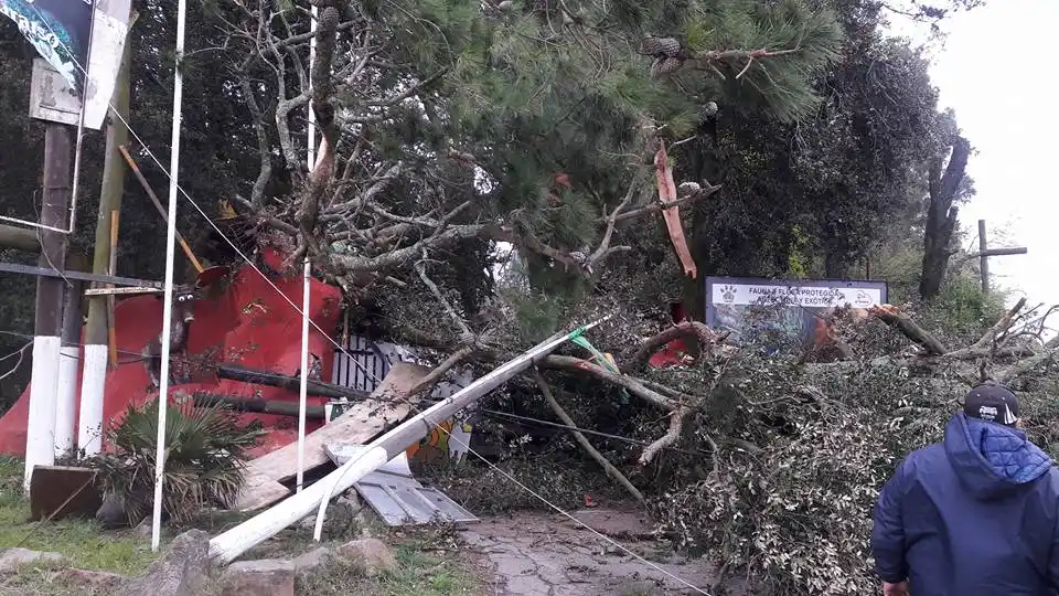 Sierra: más de 40 árboles caídos, sin luz ni agua