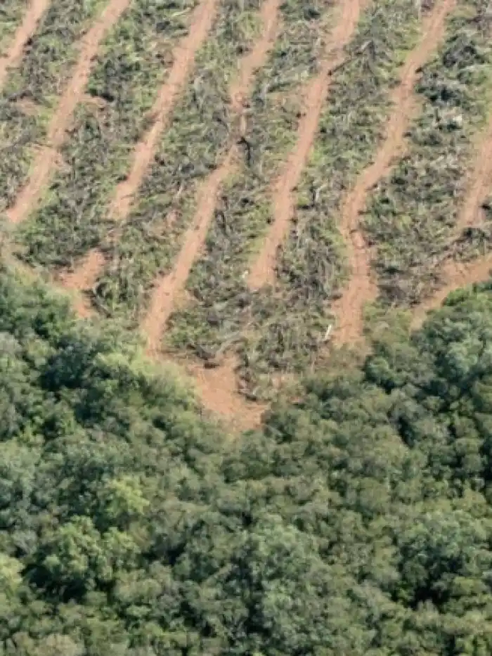 Preocupación por la pérdida de bosques en la cuenca del Gualeguay y sus riesgos ambientales