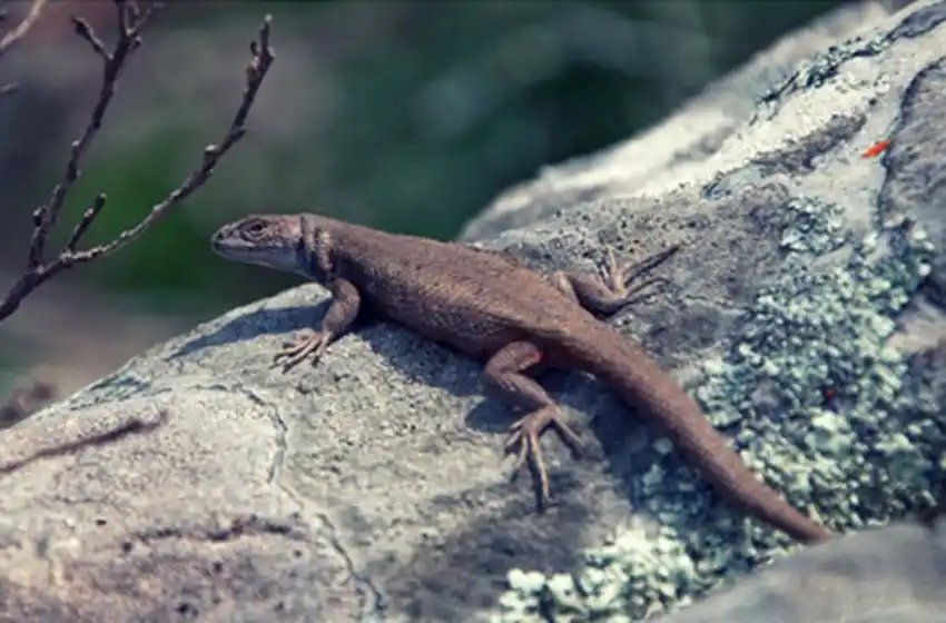 Descubrieron una nueva especie de lagartija en la sierras de Tandilia