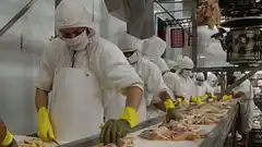 Argentina retoma exportaciones aviares a la UE