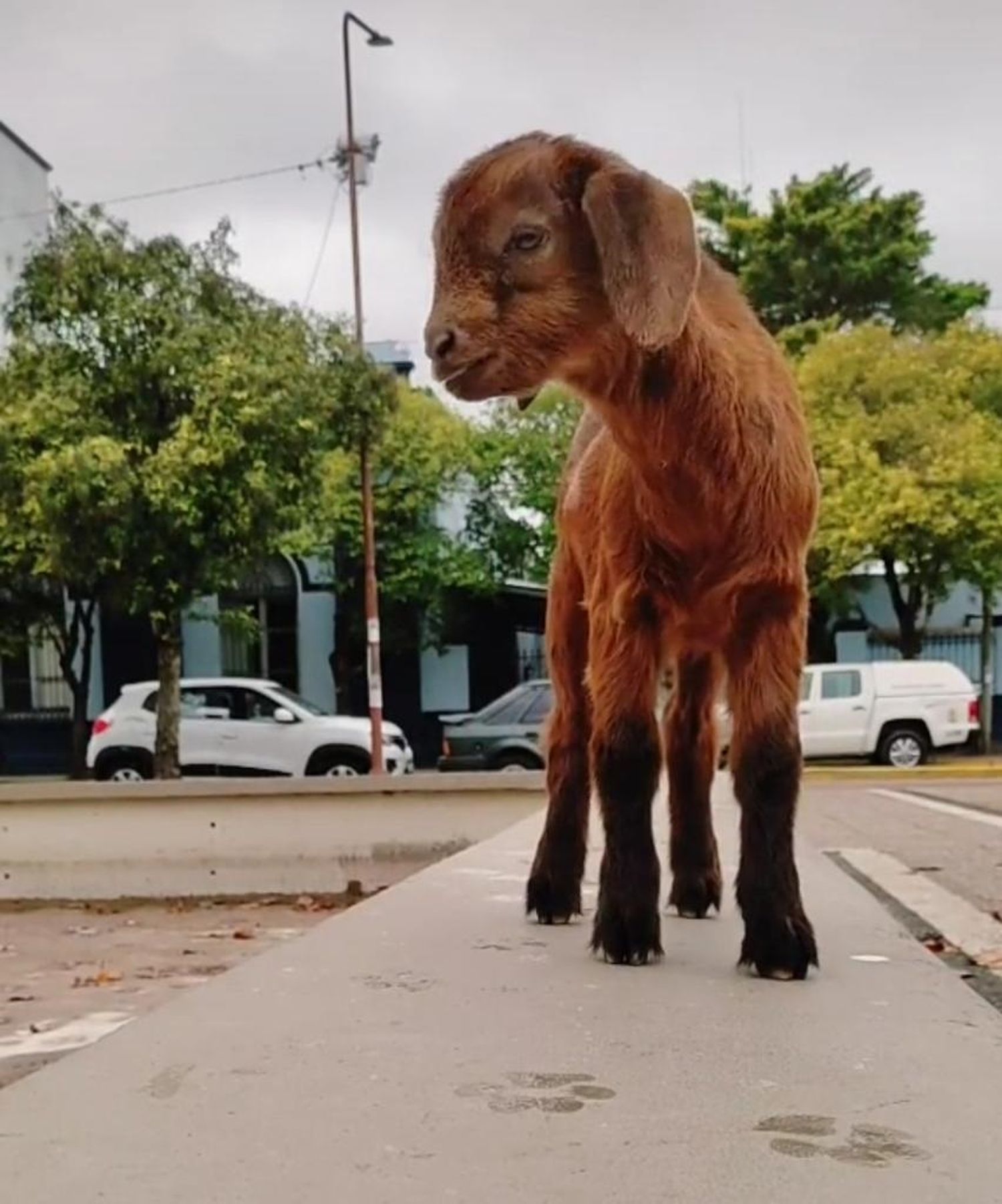 La particular mascota que causa furor en la Plaza San Martín
