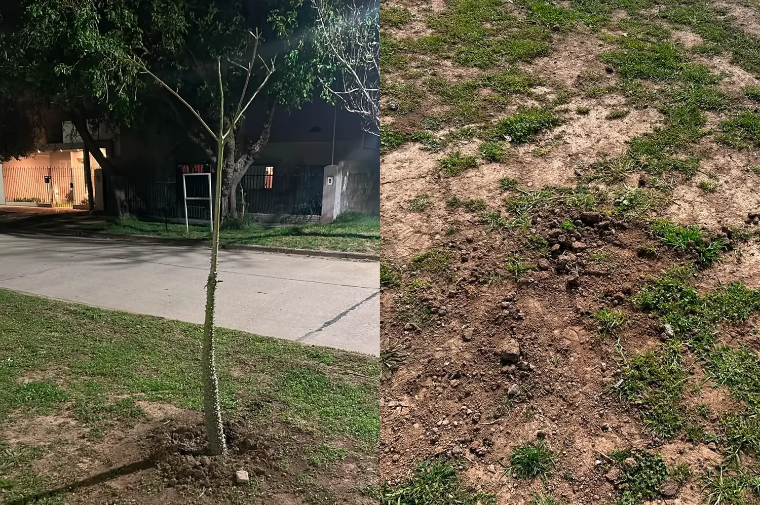 Retiraron los árboles plantados hace menos de un mes en avenida Podio: cuál fue el motivo