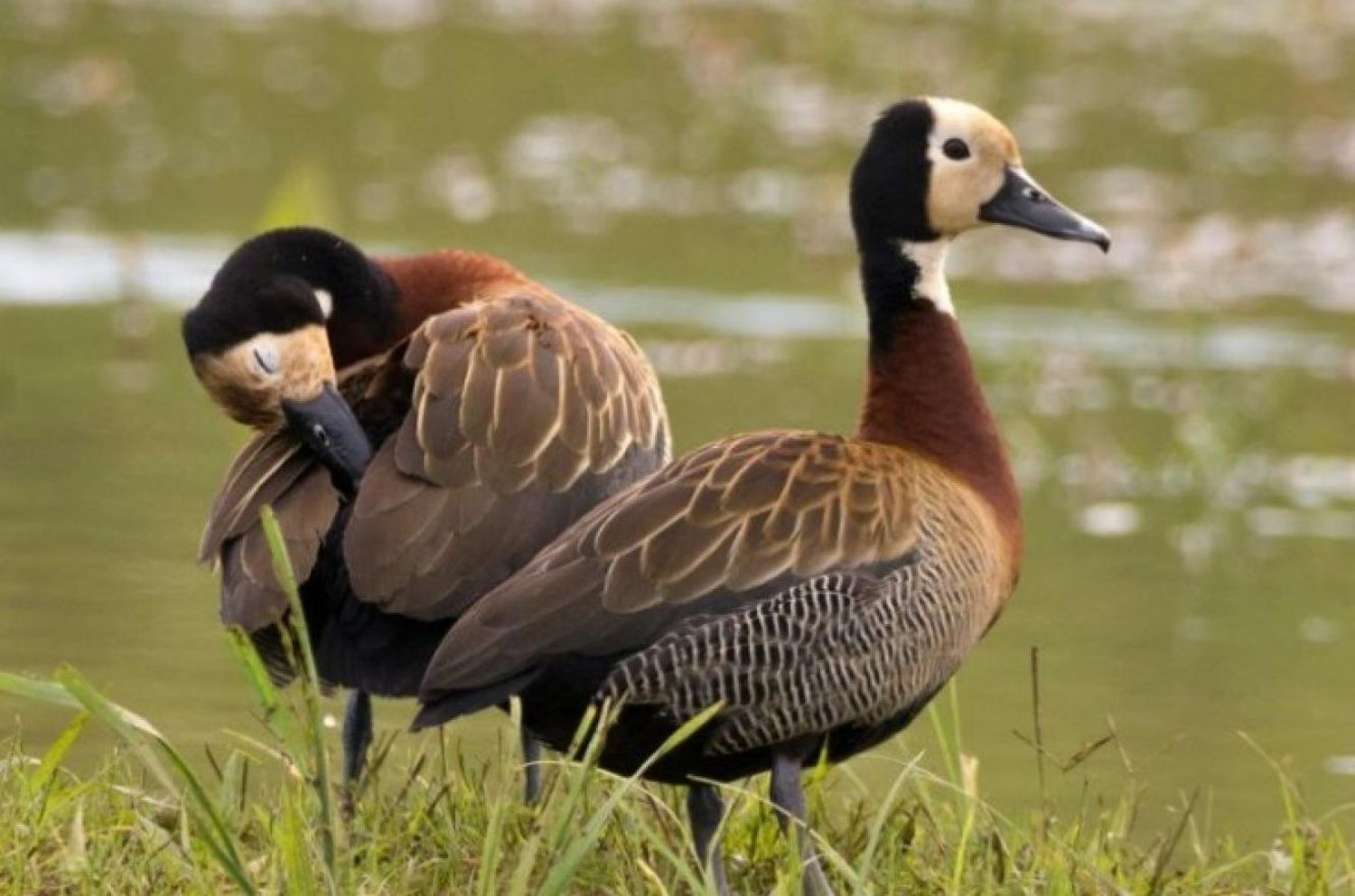 Repudiaron la habilitación de la caza de especies autóctonas en Entre Ríos