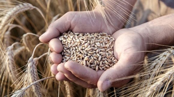 Cambió el escenario por las lluvias: “Hay entusiasmo de los productores”