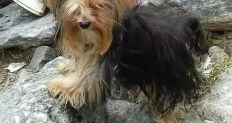 Le robaron a su perrita