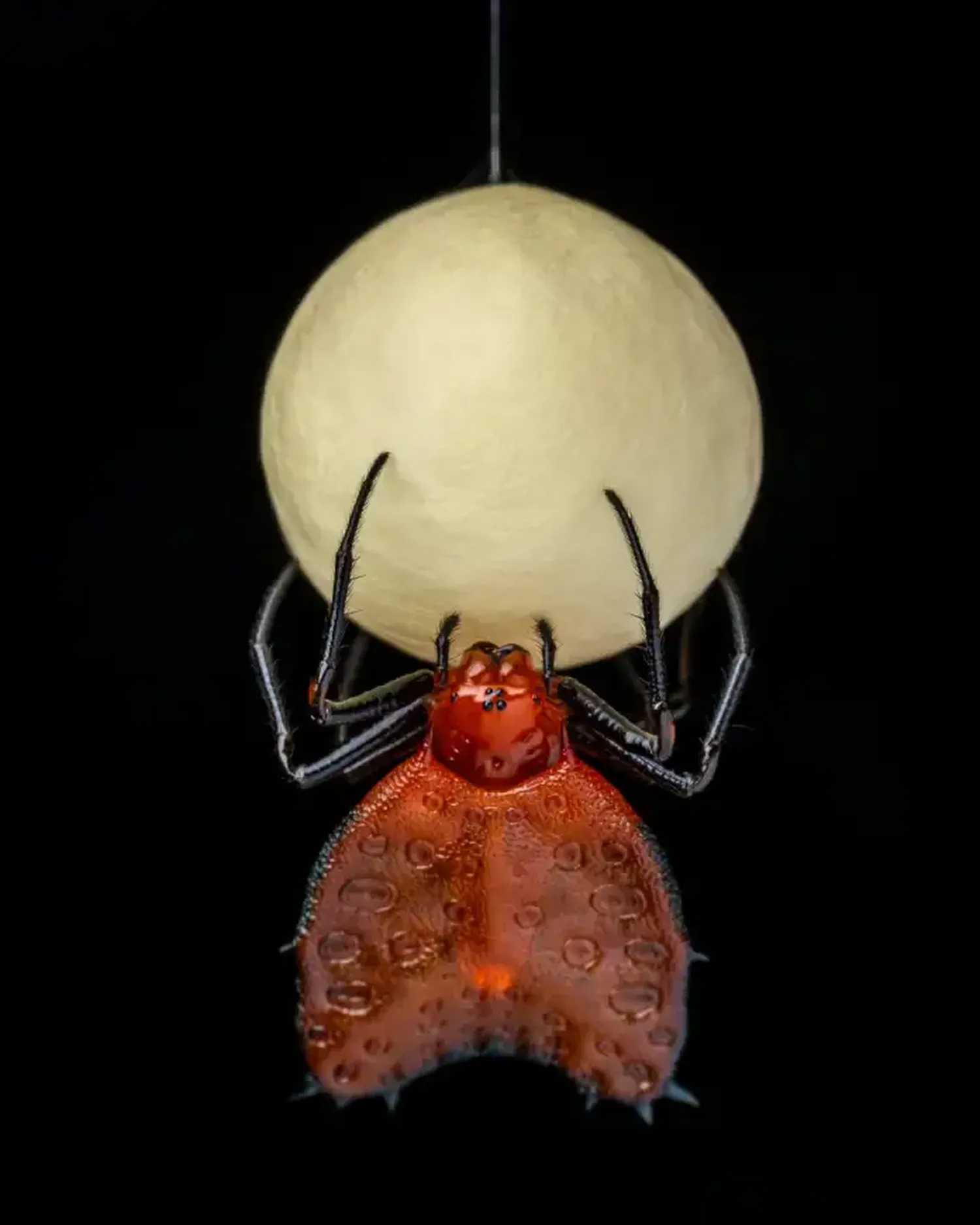 Fotografías de vida silvestre 2021