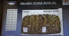 El INTA presentó dos nuevas variedades de arroz de pura calidad y alto rendimiento