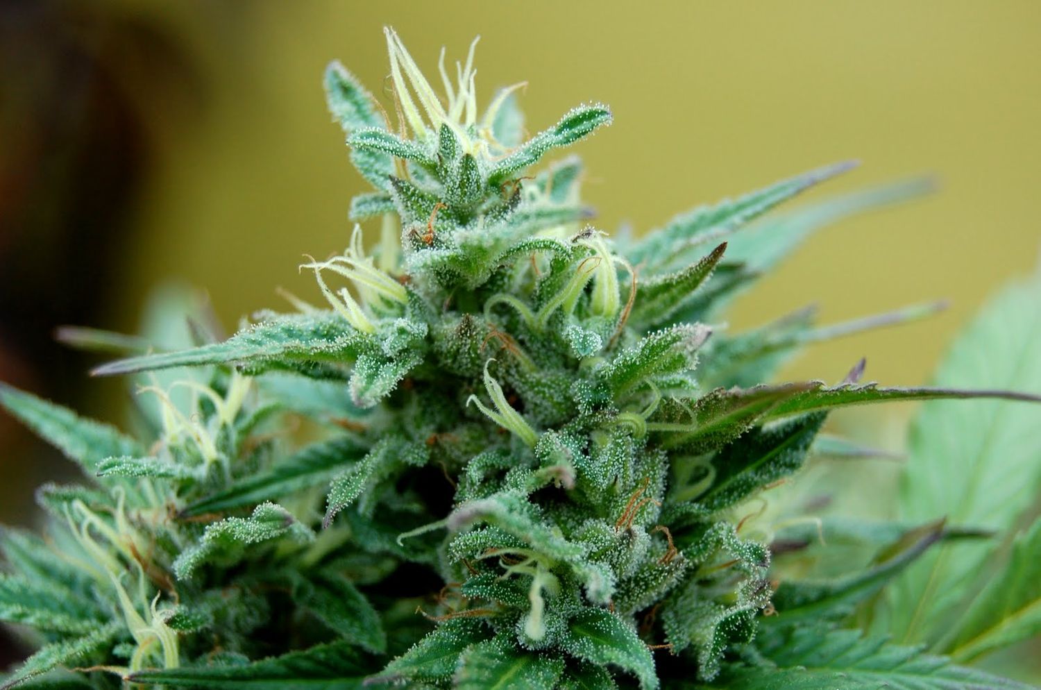 Secuestran centenar de plantas de marihuana en Verónica