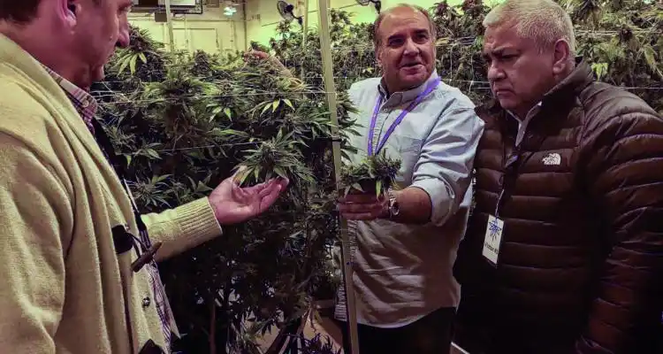 Crecen las expectativas en torno al cannabis medicinal, tras el viaje a Estados Unidos