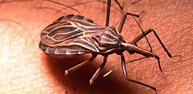 Concientización por el Día Nacional por una Argentina sin Chagas