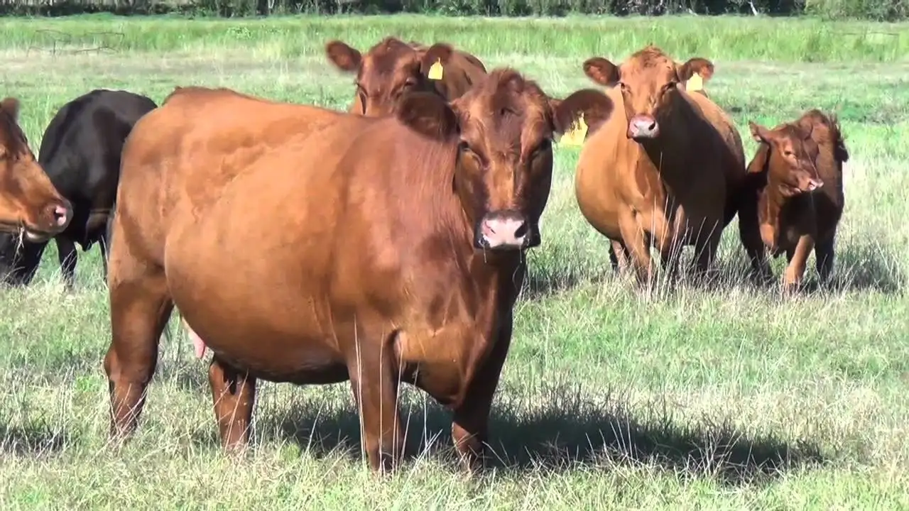 Garrapatas: controlar estos parásitos mejora la producción