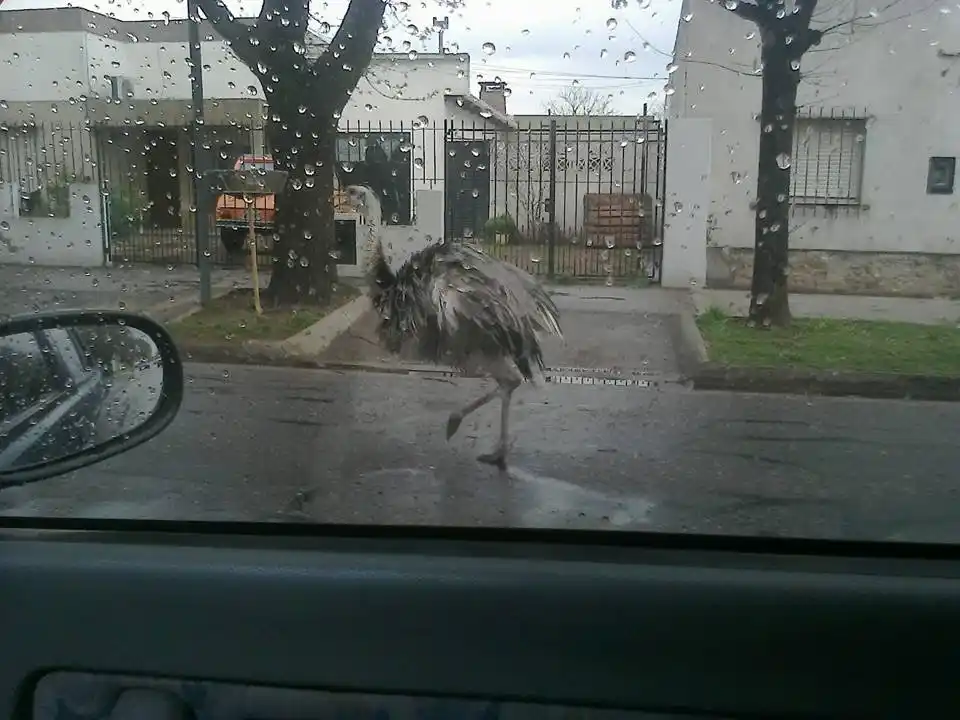 Trenque Lauquen: Encontraron un ñandú suelto por la calle 
