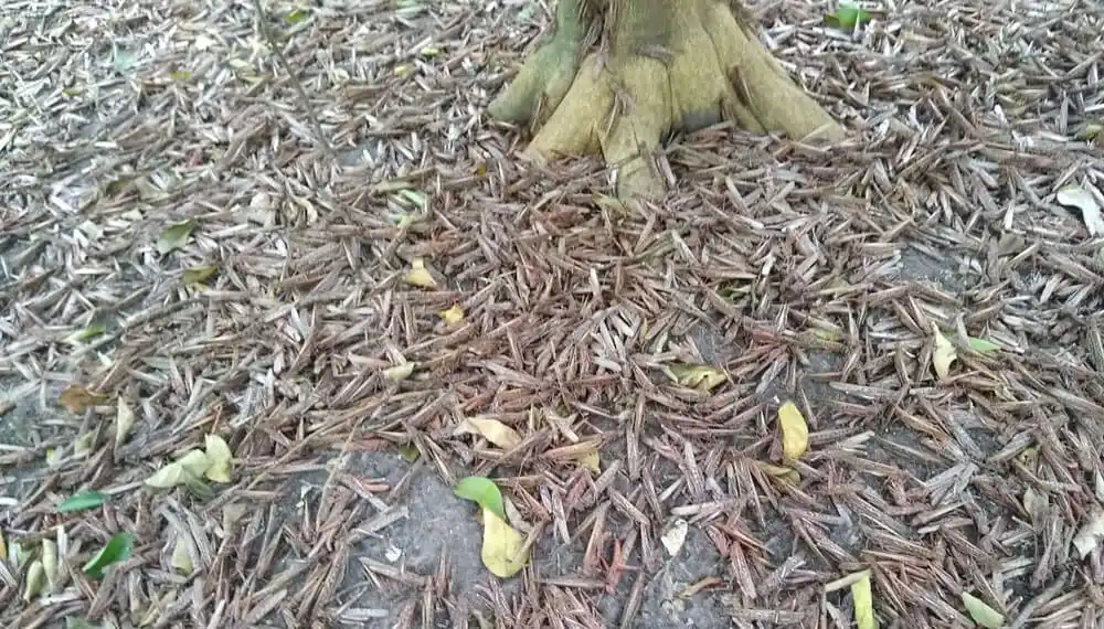 Entre Ríos: Lograron “romper” la manga de langostas que había llegado