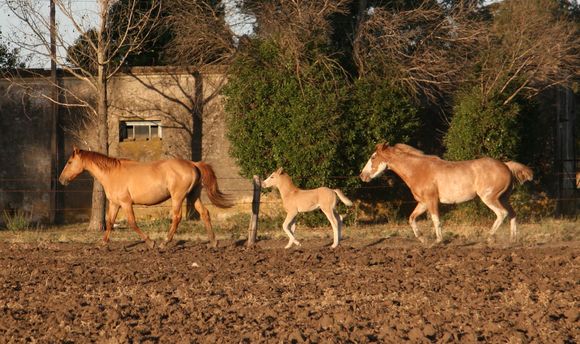 Detectaron Encefalomielitis Equina en la provincia de Buenos Aires
