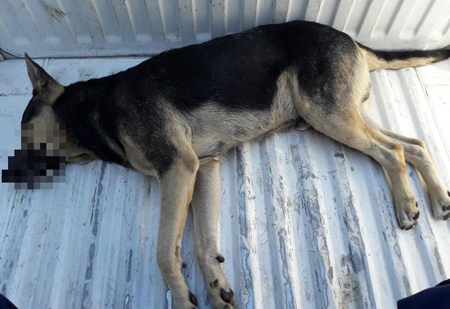 Decidió matar al perro callejero que habría atacado a su hijo