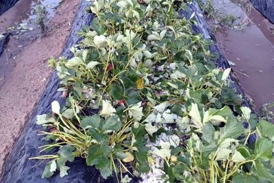 La producción de frutilla se vio afectada por la helada