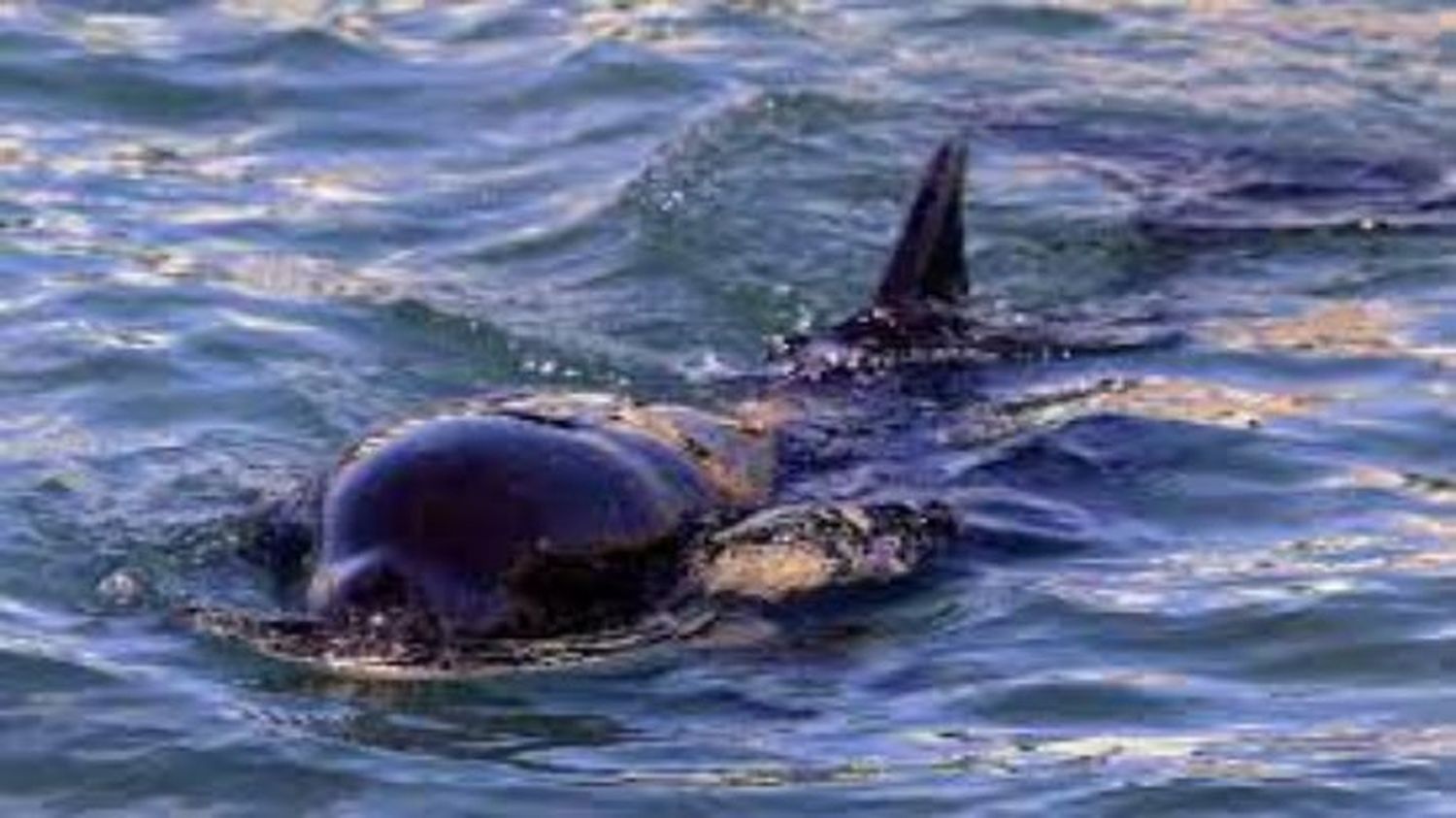 Toa, la orca bebé varada en Nueva Zelanda, perdió la batalla y murió esperando a su madre