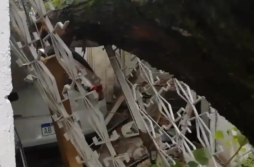 Un árbol le destrozó la casa: acusan al municipio de no escuchar a los vecinos