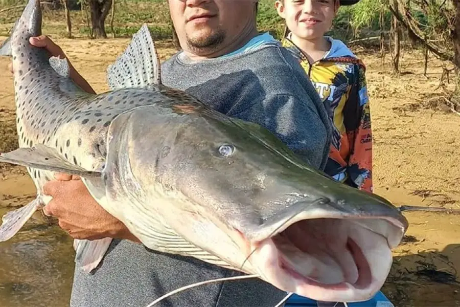 Pescó un gran surubí en el río Paraná y mostró en un video qué hizo con el pez