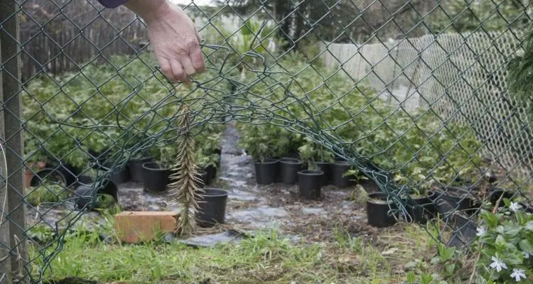 Robo en un vivero: “Se dan este tipo de hechos porque hay productores que compran lo robado”