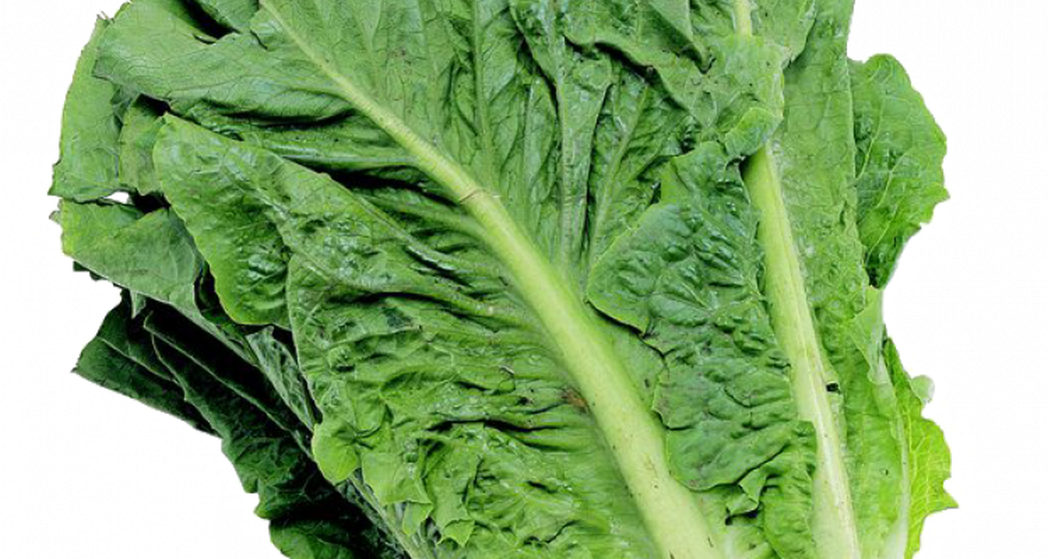 Historias de la huerta y del jardín