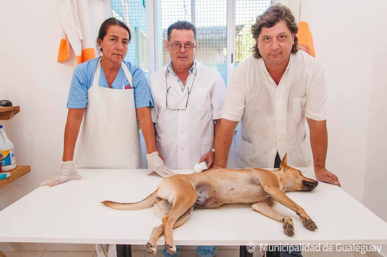 Zoonosis: realizan castración gratuita