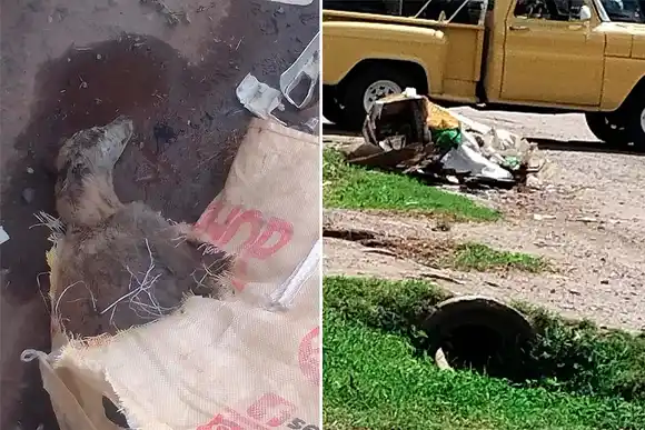 Enterraron a su perra viva y ahora los dueños enfrentarán penas de entre 15 días a un año de prisión