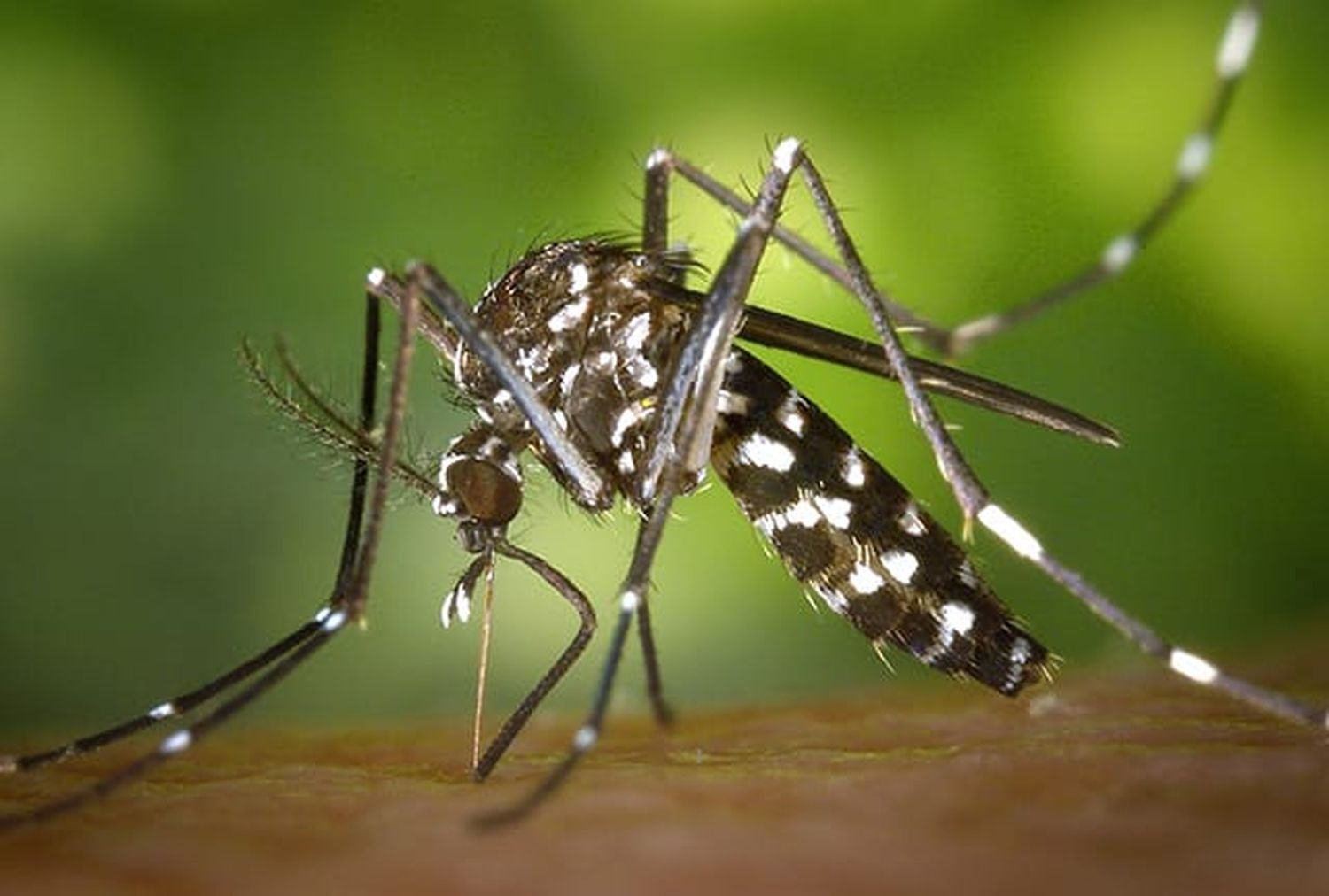 Analizaron si la muerte de un hombre se produjo por dengue, pero el resultado dio negativo