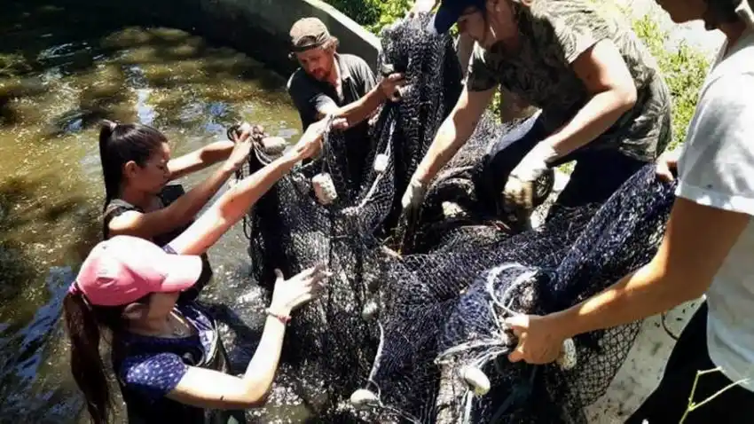 Nueva cosecha de tilapias en Tatané