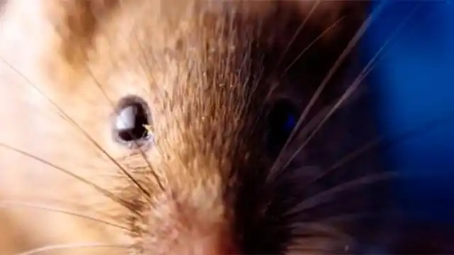 Se registró en Salta el primer caso mortal de hantavirus