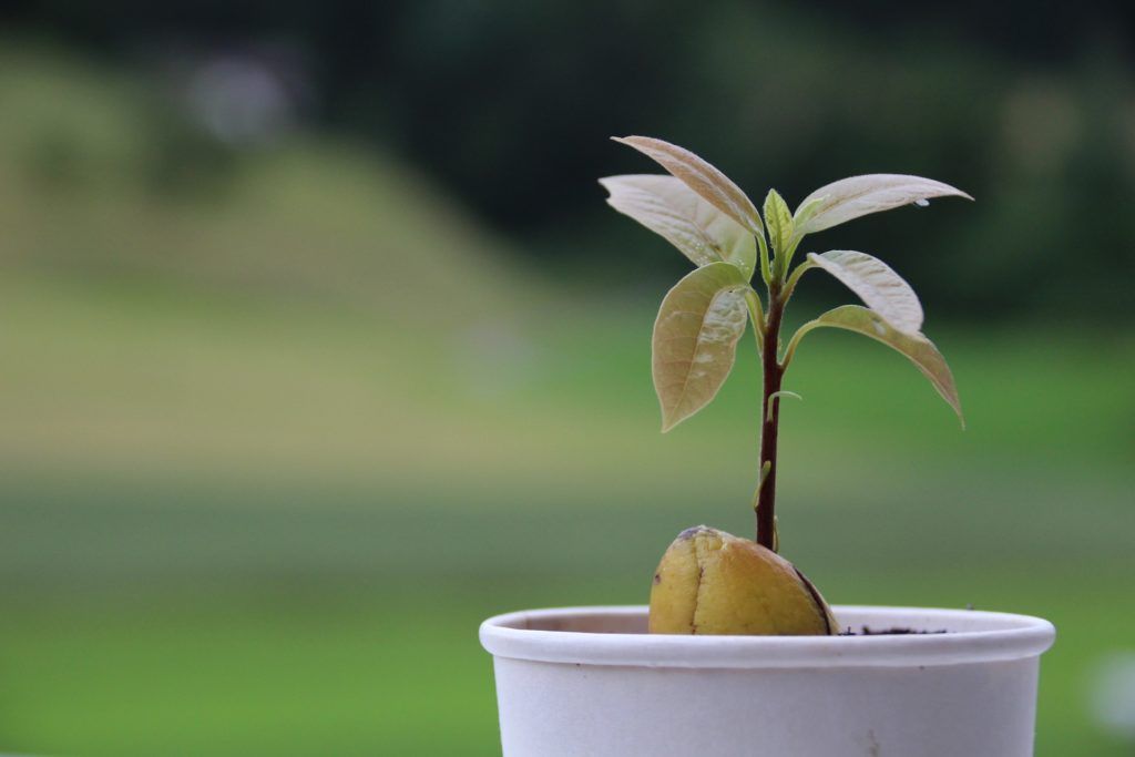 La propuesta consiste en recolectar plantas de palta germinadas por vecinos en sus hogares