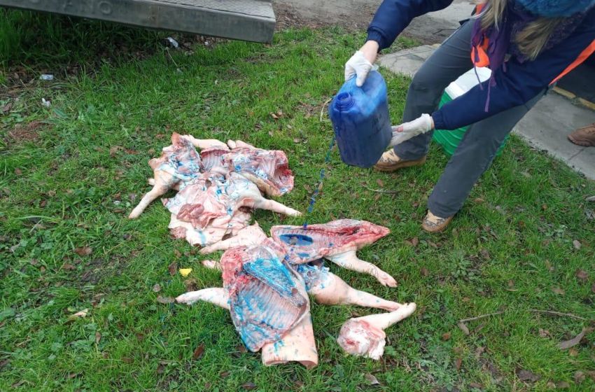 Interceptan un camión con cerdos no aptos para el consumo