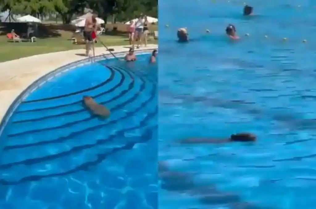 Carpinchos en el Club San Isidro