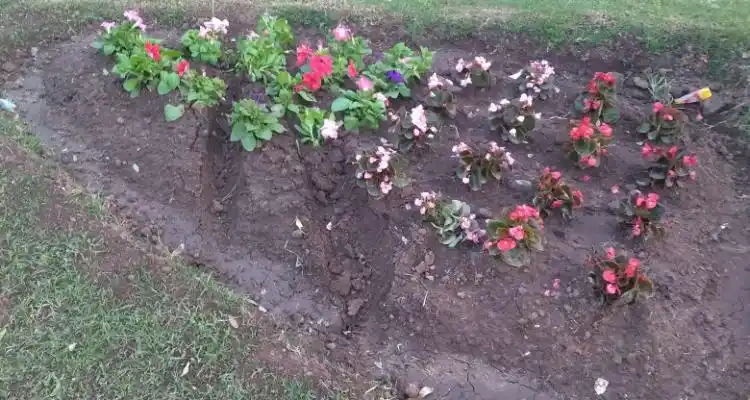 Flores para Plaza Constitución