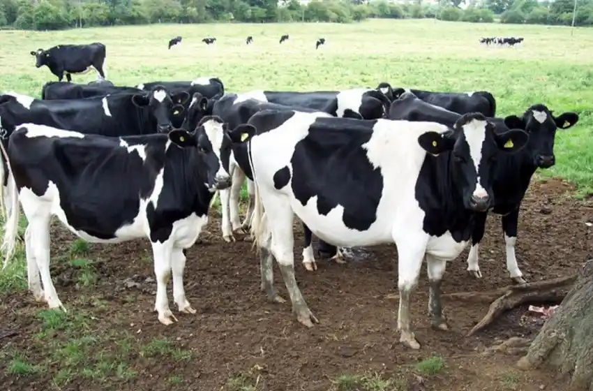 Según un especialista en lechería, el 70% de los tambos está «perdiendo mucha plata»