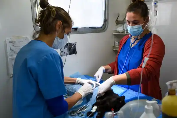 El quirófano móvil continúa en el barrio Fátima con el servicio de castración municipal gratuita