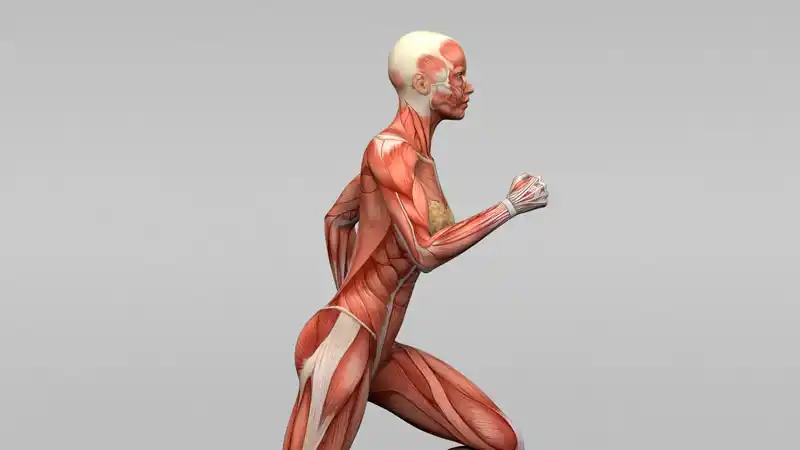 El músculo, tu farmacia interna: cómo el movimiento activa compuestos que curan