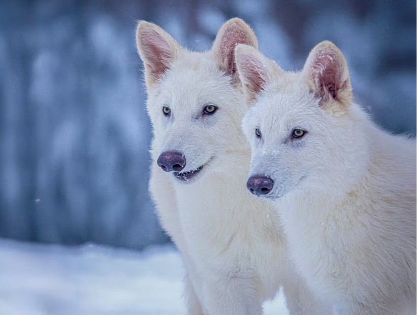 LOBOS