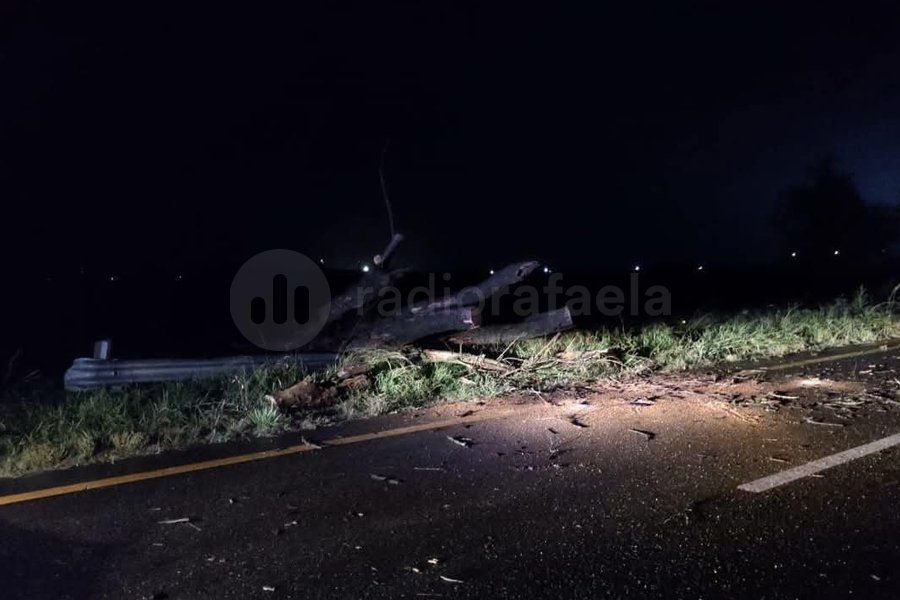 Tuvieron que cortar la circulación por caída de árbol en la Ruta 19