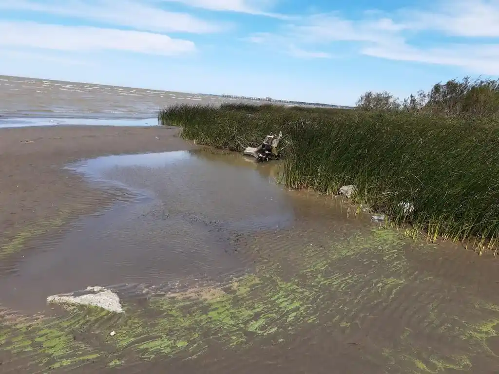 Alerta por el "agua verde" en Río de la Plata: Llegó a Ensenada y Quilmes 